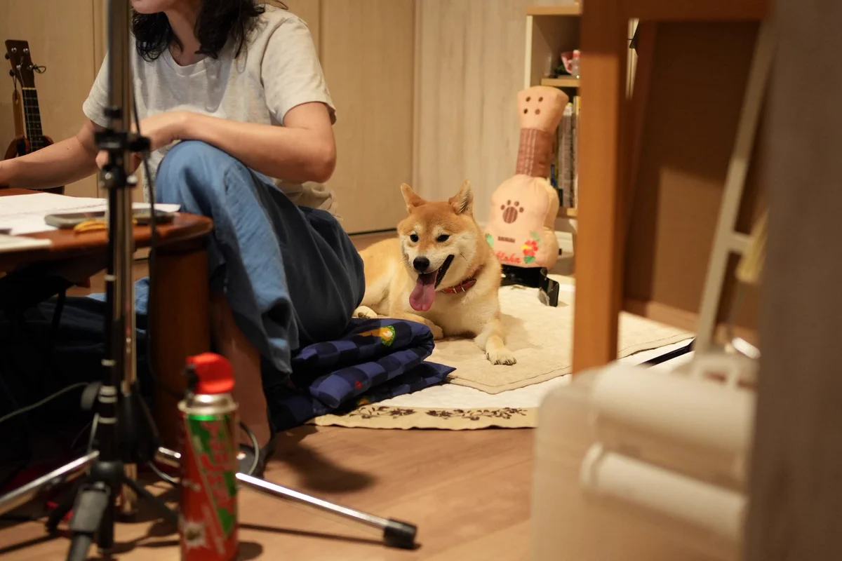 シバちゃん しばちゃん Shiba chan - シバちゃん (@shibachan.official) • Facebook
