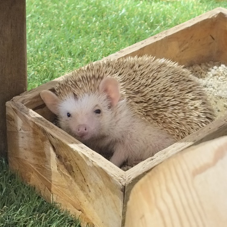chatotpika's tweet photo. 動物たちと触れ合ってきた！　めっちゃかわいかったしせーはすの聖地だから楡井希実さんと櫻井陽菜さんのサインもあって最高だった！ https://t.co/fqUpLTbAq5