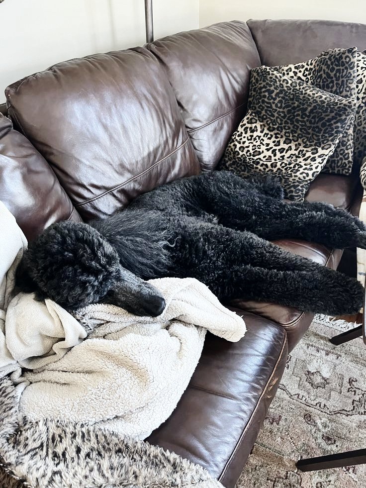 APVTHEON's tweet photo. She has spent the entire afternoon asleep on my sofa.

Her responsibilities are apparently limited to looking adorable and occupying my furniture. 
An exhausting schedule, I’m sure. https://t.co/y11T613gNa