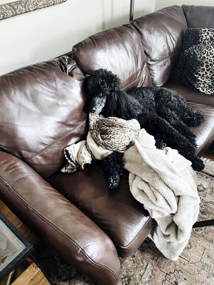 APVTHEON's tweet photo. She has spent the entire afternoon asleep on my sofa.

Her responsibilities are apparently limited to looking adorable and occupying my furniture. 
An exhausting schedule, I’m sure. https://t.co/y11T613gNa