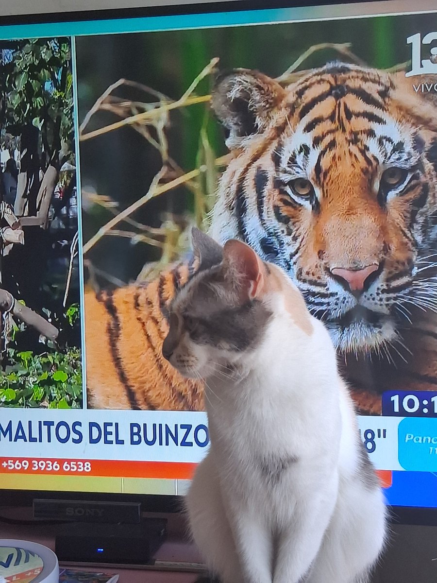 barcata's tweet photo. #T13FINDE  MILITA QUIERE IR https://t.co/Bvygd1wOuz