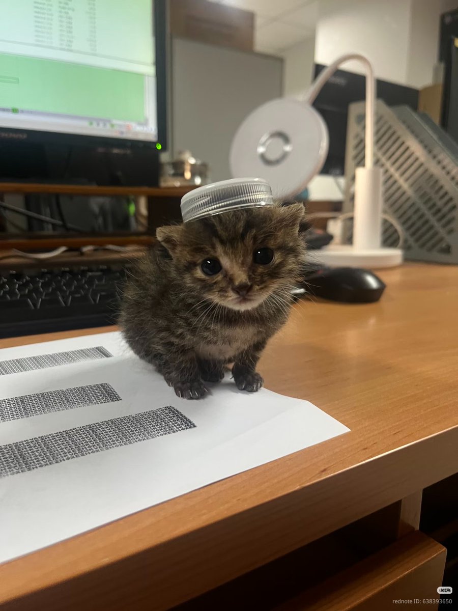 nocontextscats's tweet photo. https://t.co/sUX1cVOc4W