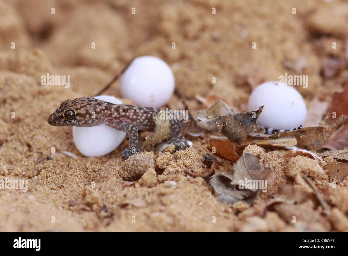 dr_zghoul's tweet photo. @chaosangelus this is Geko eggs https://t.co/Tq9f7KWLof