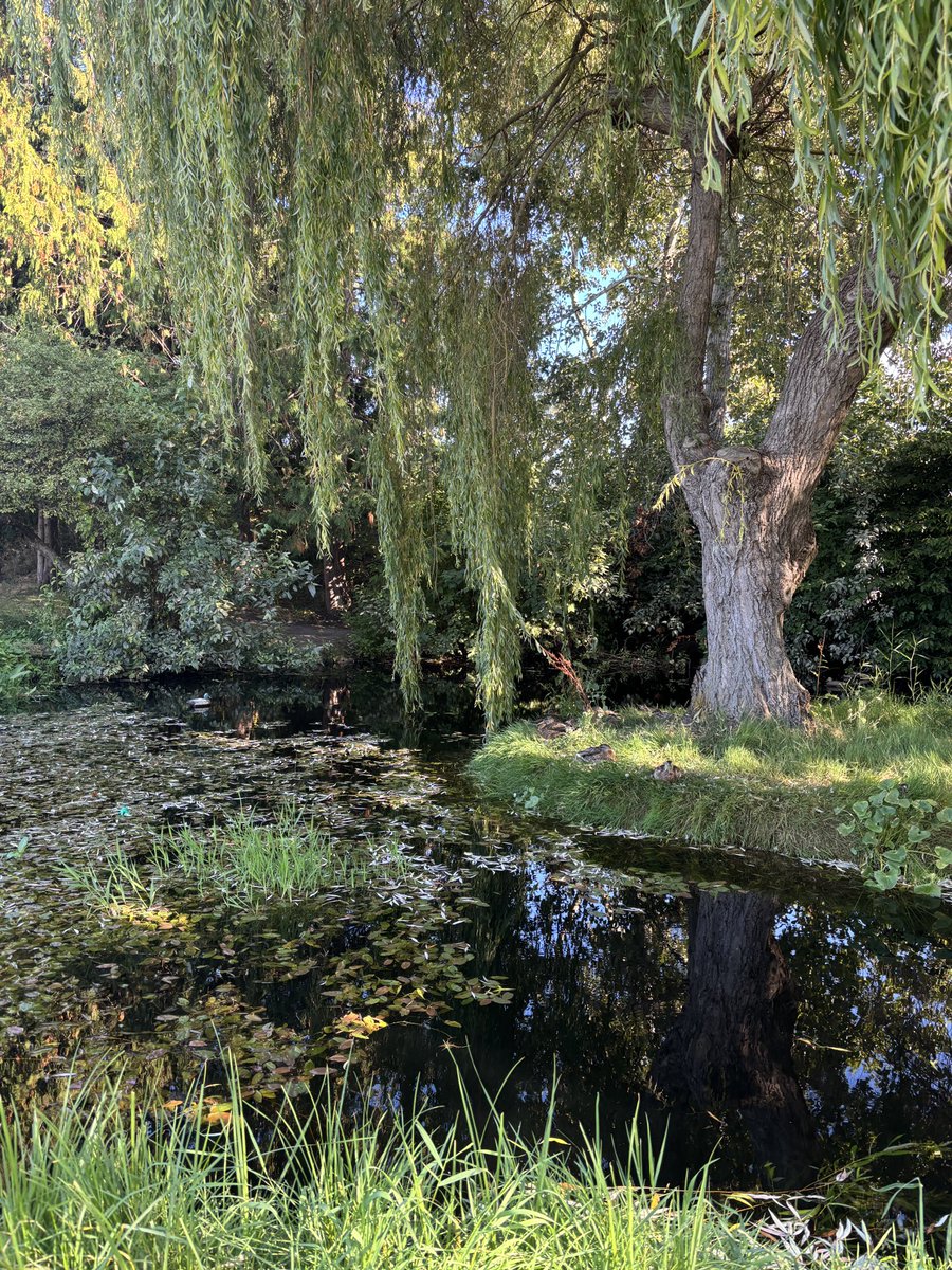 crystaI's tweet photo. cutesy duck pond in my new front yard :D https://t.co/1Vvuwp4Tvp