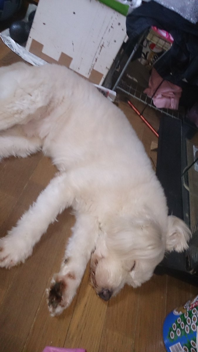 Happy____tnkb's tweet photo. ガチャガチャに愛犬の毛を入れられるやつあったなーと思って探し回り、ついこの間手に入れたので、夜な夜な🐈‍⬛実況見つつバリカン解体しながら中に付いてた毛を全部入れた
残ってるの写真と動画だけだから、少しだけでも遺したかったんだ
良かった😭😭
未だにあのもふもふが恋しいよわんこ https://t.co/LjQt7S9vnO