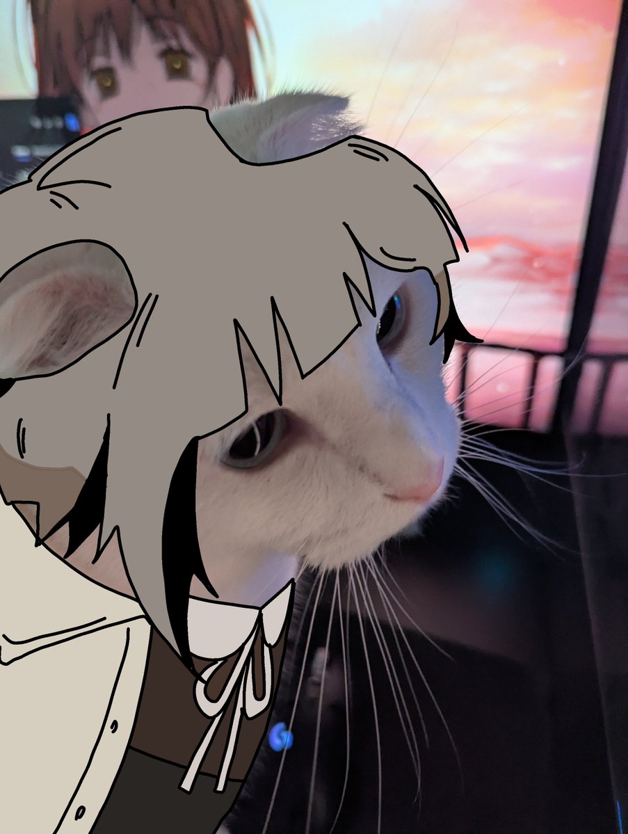 chef0rat's tweet photo. ur cat is the most tosya cat ive seen https://t.co/nuFQMH0nob