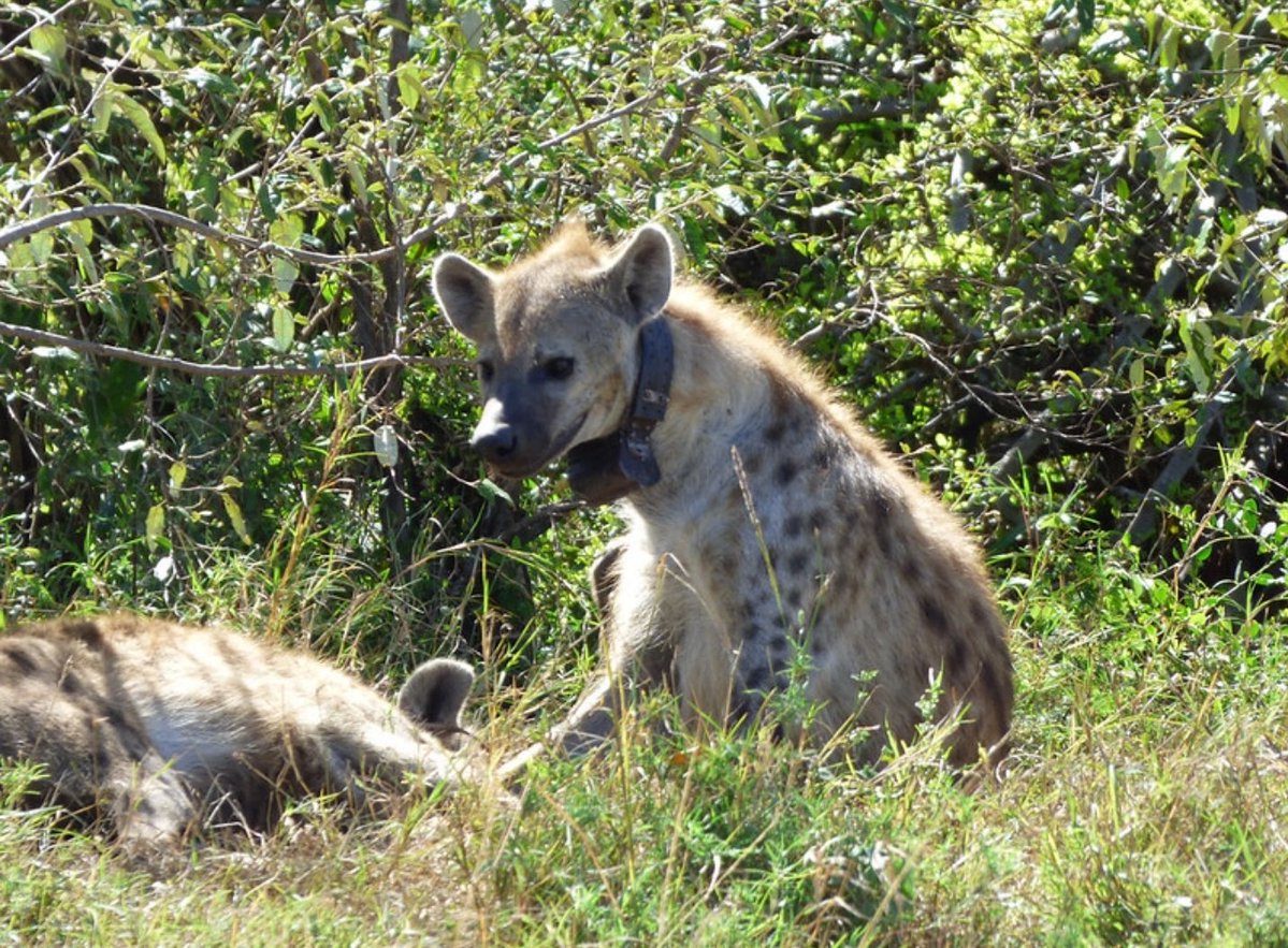 hyenasdotcom's tweet photo. they put a bomb collar on him and forced him to rob a bank https://t.co/R5HoIgYtvA
