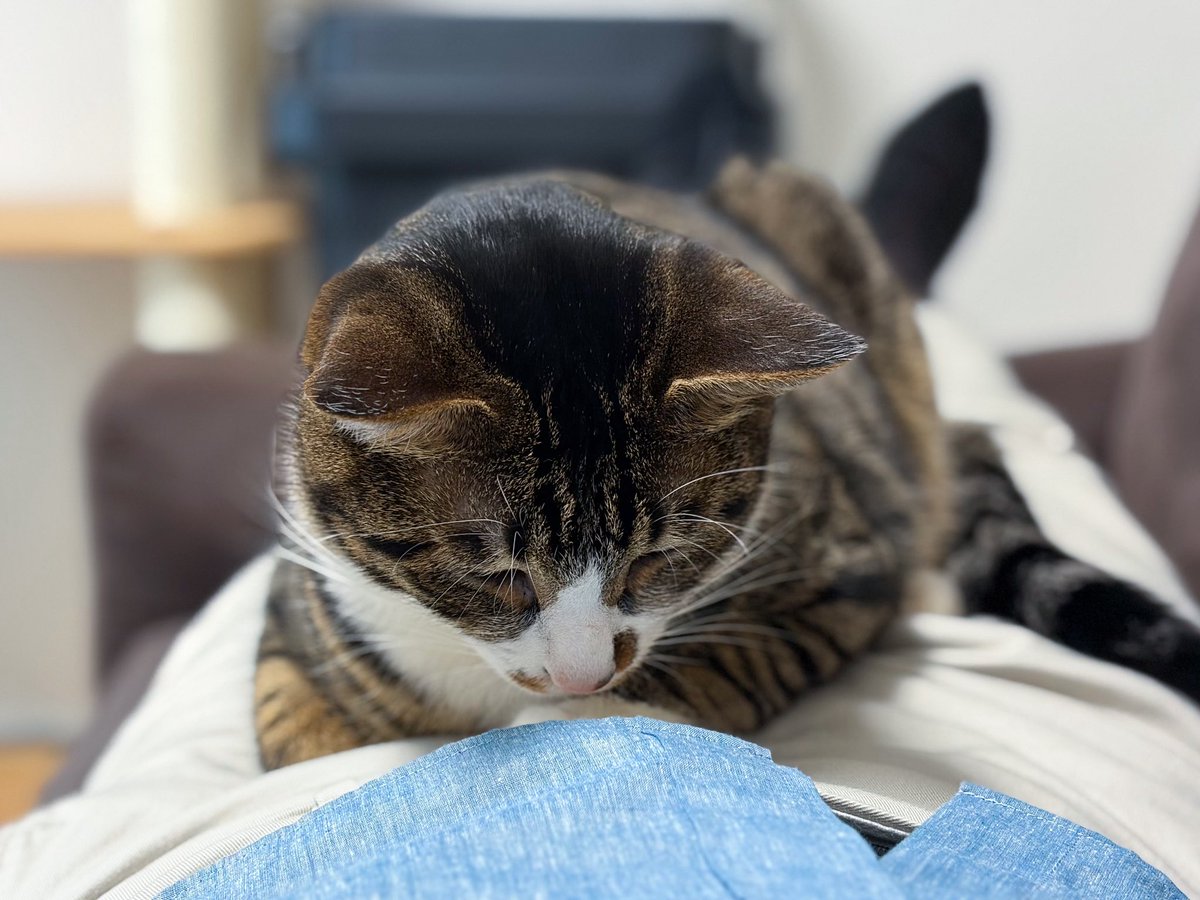 glustar's tweet photo. 今日の人間の上で寝る猫です
#EverydayNyanPhoto https://t.co/Or2rvKWKKc