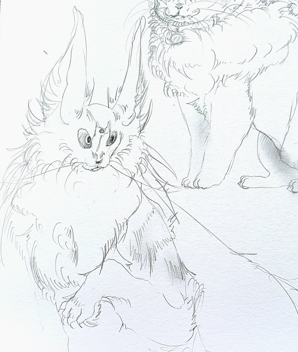 thefizz_17's tweet photo. Pokemon designs based on my cats https://t.co/zZkxqUrbS7