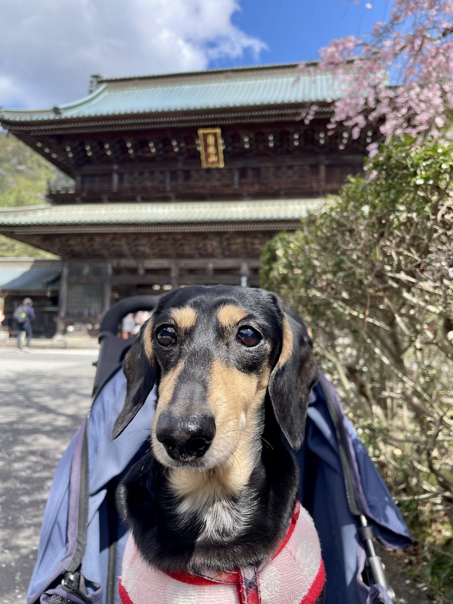 Alice_Chocola7's tweet photo. おやすみワン▽・x・▽💤

#身延山久遠寺 三門とココちゃん
#ミニチュアダックス https://t.co/ClYPqOfa5J