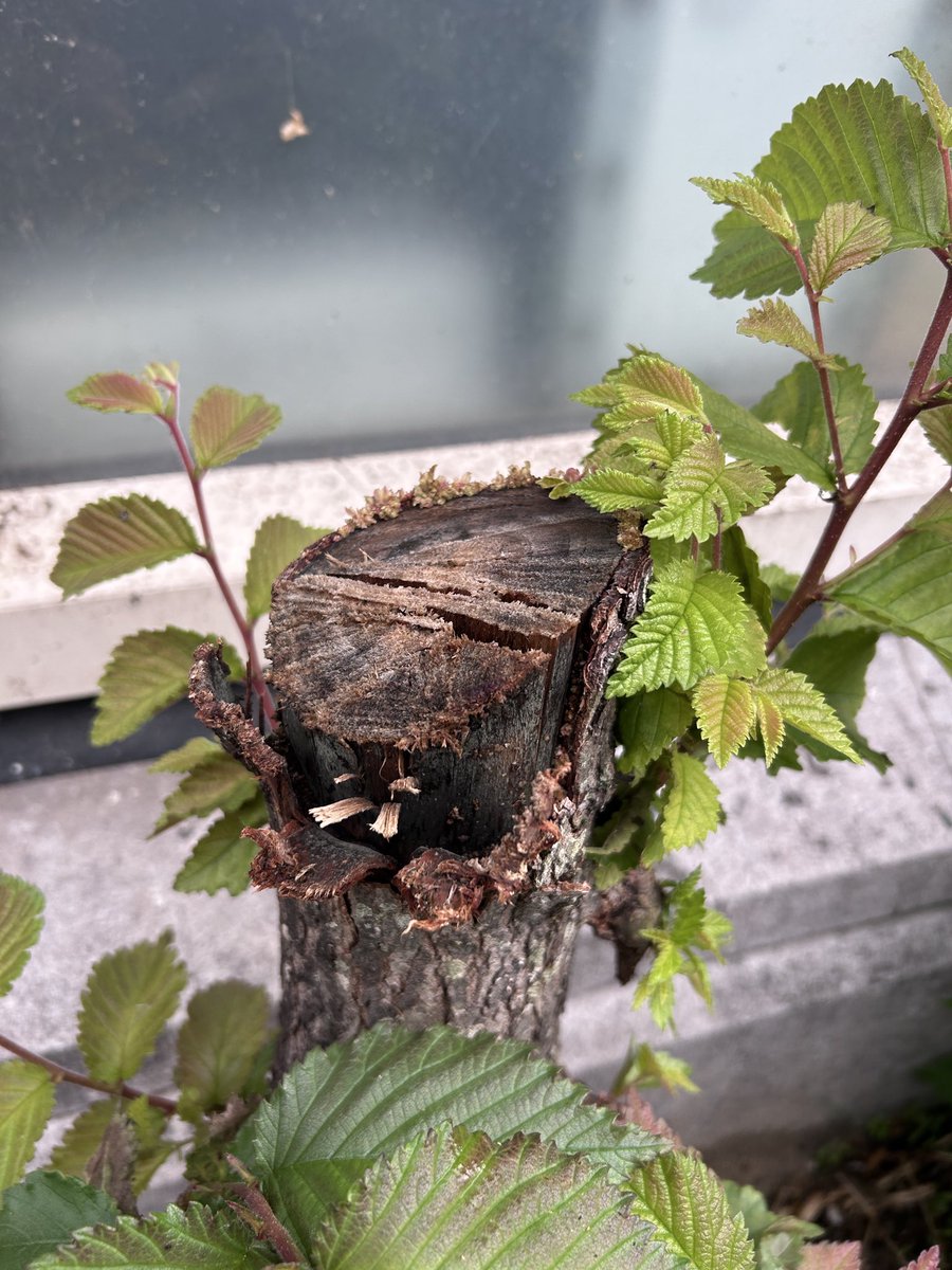 gregoryshapiro's tweet photo. Been damaged/need healing? This stump was looking pretty dead. Until late summer rain produced a lot of life. 

#healing #naturephoto #gregshapiro #dutch #kingme #boomchicago #climatepositive #comedyshow #corporateevents #eventhost #keynote https://t.co/oiTpk4BCac