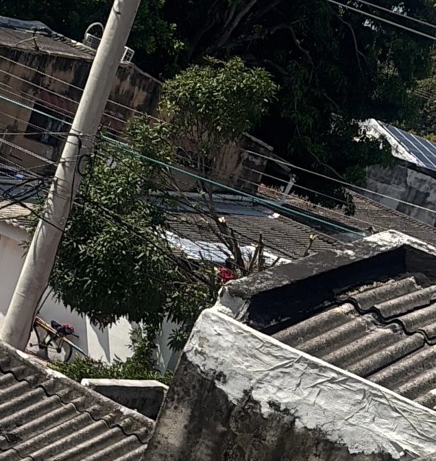 AkemiAdachi's tweet photo. @alcaldiabquilla  en la cra 21b con 52 esta cortando arboles sin ton, ni son. https://t.co/W5Aer7xHf0