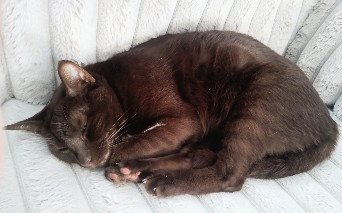CocoaChanel64's tweet photo. Chanel: Sleeping in the warm patch of the sofa where mummy has just got up from is bliss. https://t.co/b1nnW0MW7H