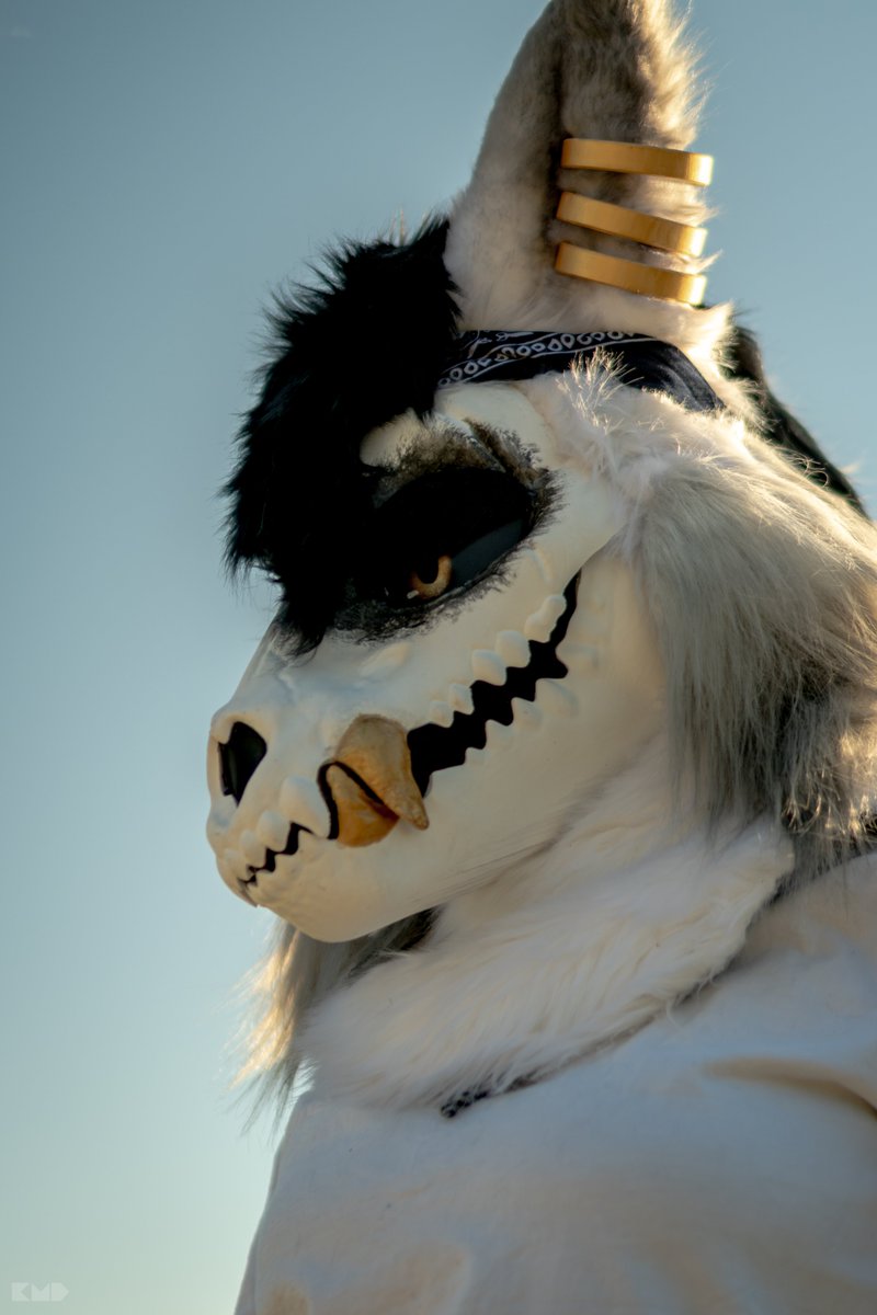 Dusk_Visuals's tweet photo. I missed the #FursuitFriday, but i'm glad to present you my 3rd fursuit creation, Shadow ! 
He's one of my main ocs, it took 20 hours to make it, i'm proud of how it looks like ✨

📸: @KorruptKrimson https://t.co/B3klfJa6Z9