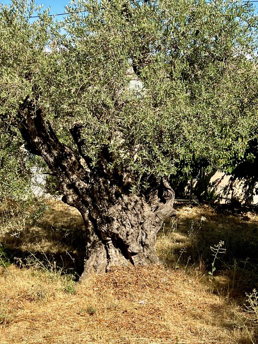 RaniaAlMashat's tweet photo. As we celebrate #UN80 &amp; head to #UNGA81, the olive branches on the @UN emblem remain a timeless symbol of peace &amp; unity 🇺🇳.

I was struck by the enduring meaning of this symbol in my visit to the Millennial Olive Trees in Bchaaleh, Lebanon. https://t.co/HKnYJSDqys