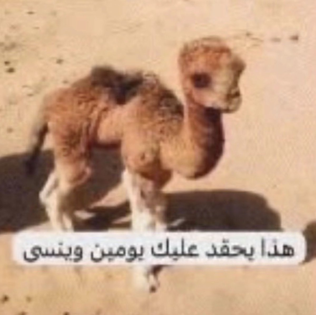 lk8r_'s tweet photo. عدوي ابتسم لي بالغلط ورحمته https://t.co/tT4q3TLKtp