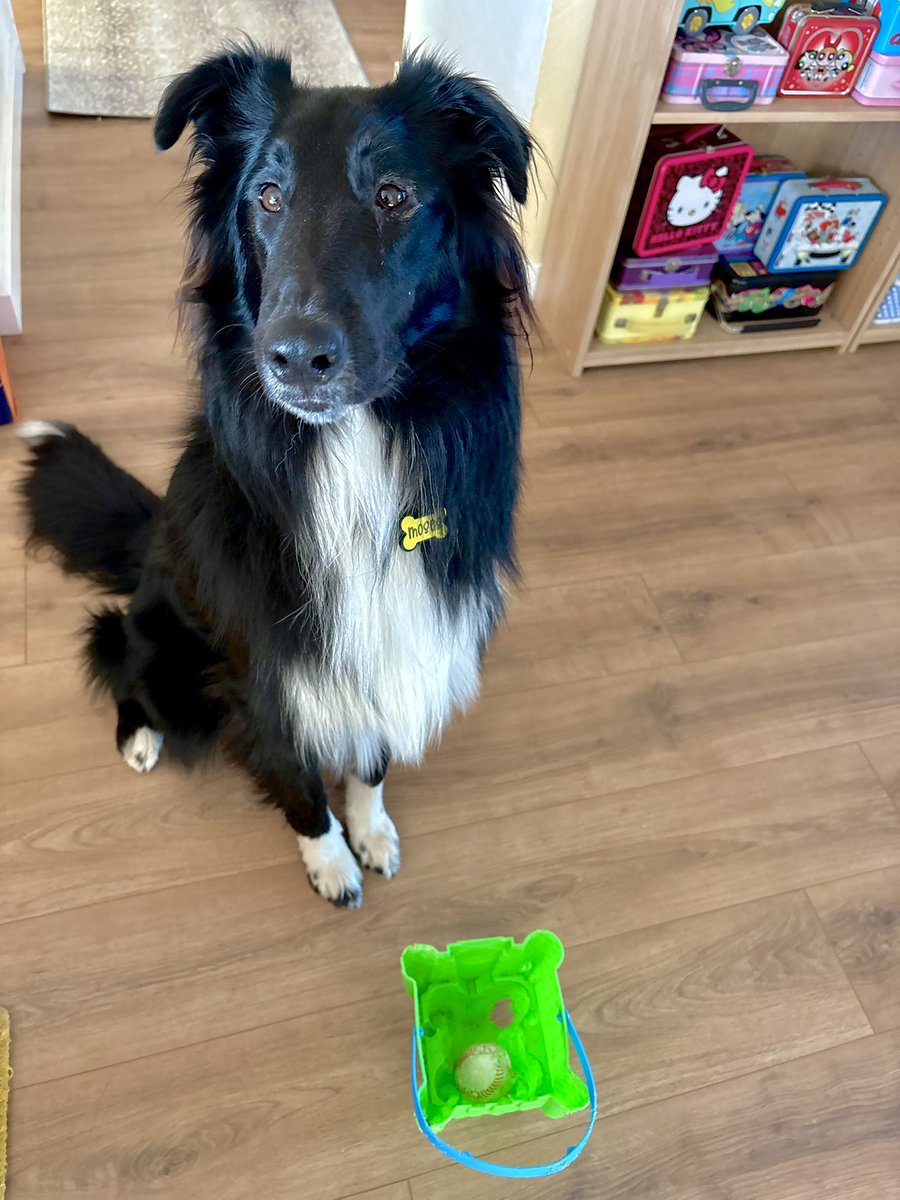 WilmaBenton19's tweet photo. Have a goopy eye and I keep rubbing it. Mom’s waiting fur a call from the vet. 
In the meantime, does anyone want to play bucket baseball with me? It’s a new game that I just made up - but I think it will be fun! 
⚾️🪣🐾
#DogsOfX #DogsOfTwitter https://t.co/qngxtb8eLr
