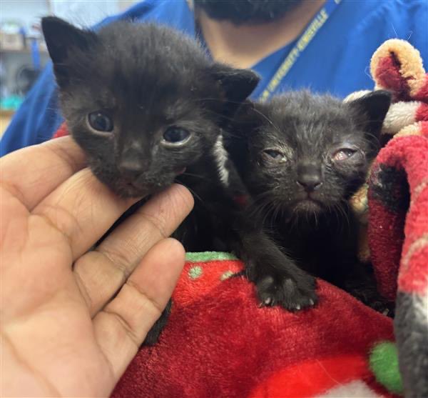 STARGroupRescue's tweet photo. 🚨 URGENT FOSTERS NEEDED — 3 TINY KITTENS! 🚨

We need fosters ASAP for these babies.

🐾 One 3.5-week-old kitten — appears healthy and is already eating gruel.
🐾 Two approximately 3-week-old kittens — both have upper respiratory infections and need a safe place to recover.

They are tiny, vulnerable, and need out as soon as possible.

❤️ STAR will pay ALL vetting and medical care.
We just need loving fosters willing to give them a warm, safe place while they get healthy and grow.

Please help us save these babies. If you can foster one, two, or all three, call or text 214-677-6445 ASAP.

STAR Group Rescue
Please share — fosters are what make saving them possible. 🐾❤️

Text or call me 214 677 6445