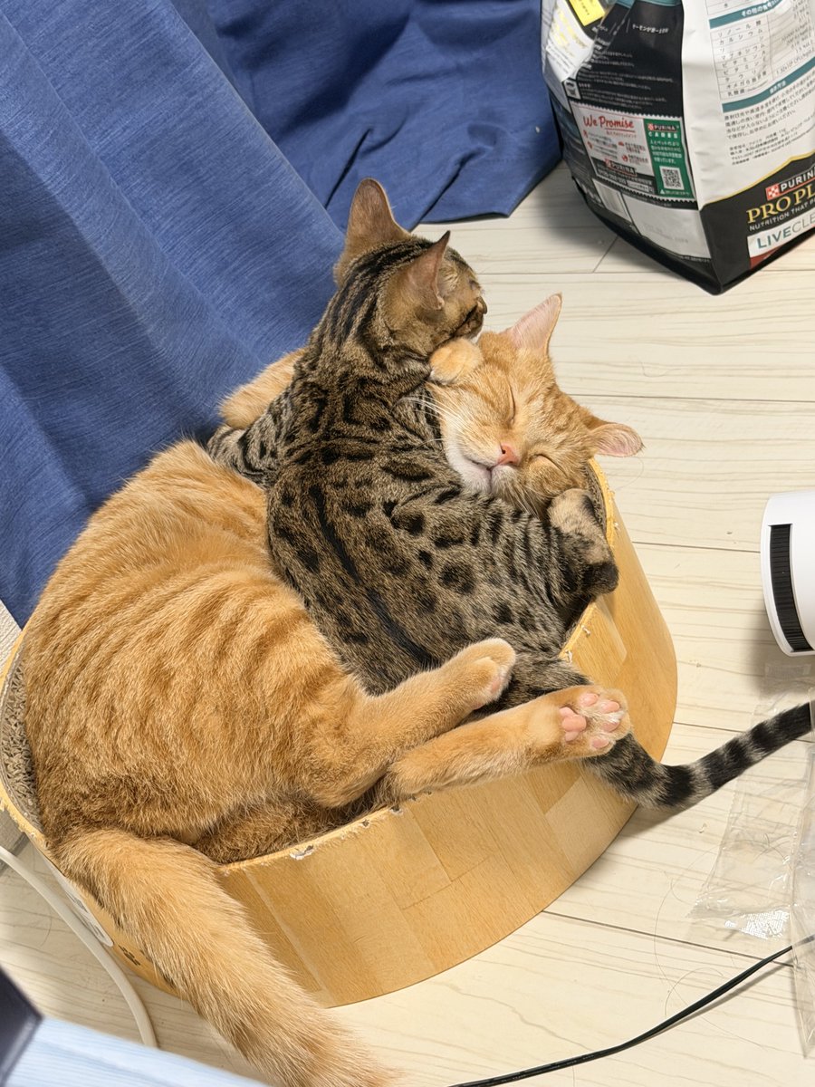 dmisemonob's tweet photo. ついに仕留めたか！ https://t.co/CIUd3WGgn5