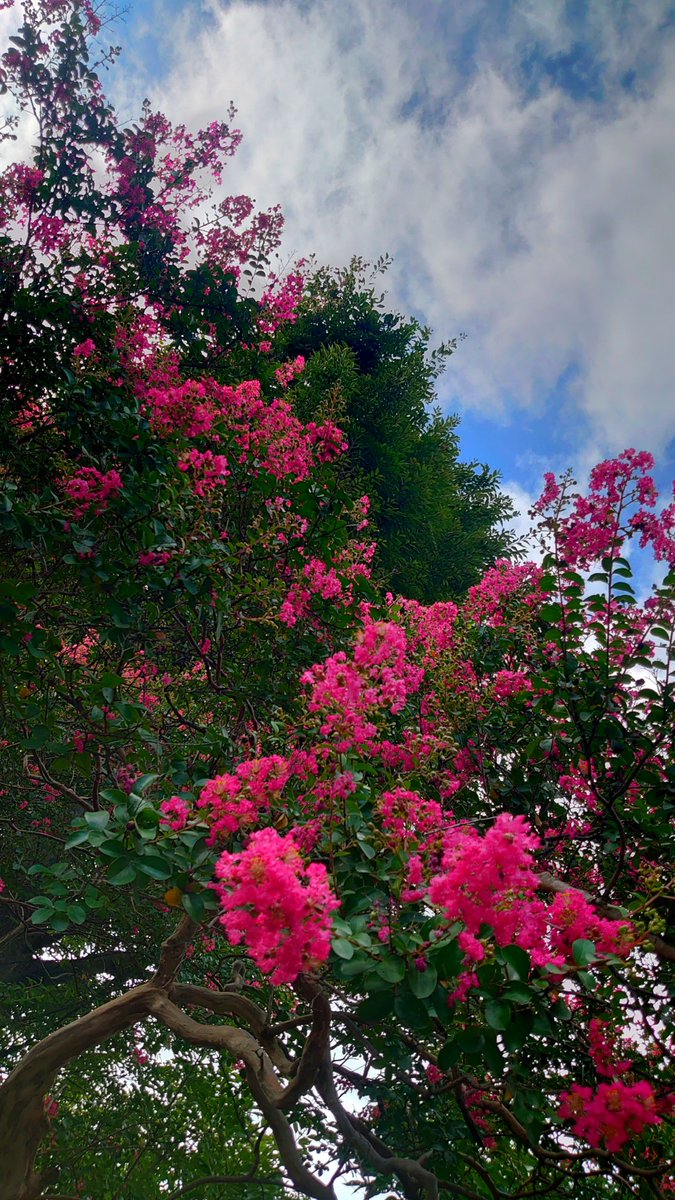 KiwaSaokmw's tweet photo. #サルスベリ #百日紅
#Lagerstroemia_indica #Crape_myrtle
#雄弁
#TLを花でいっぱいにしよう
#TLを緑でいっぱいにしよう https://t.co/DzZRVNwAon