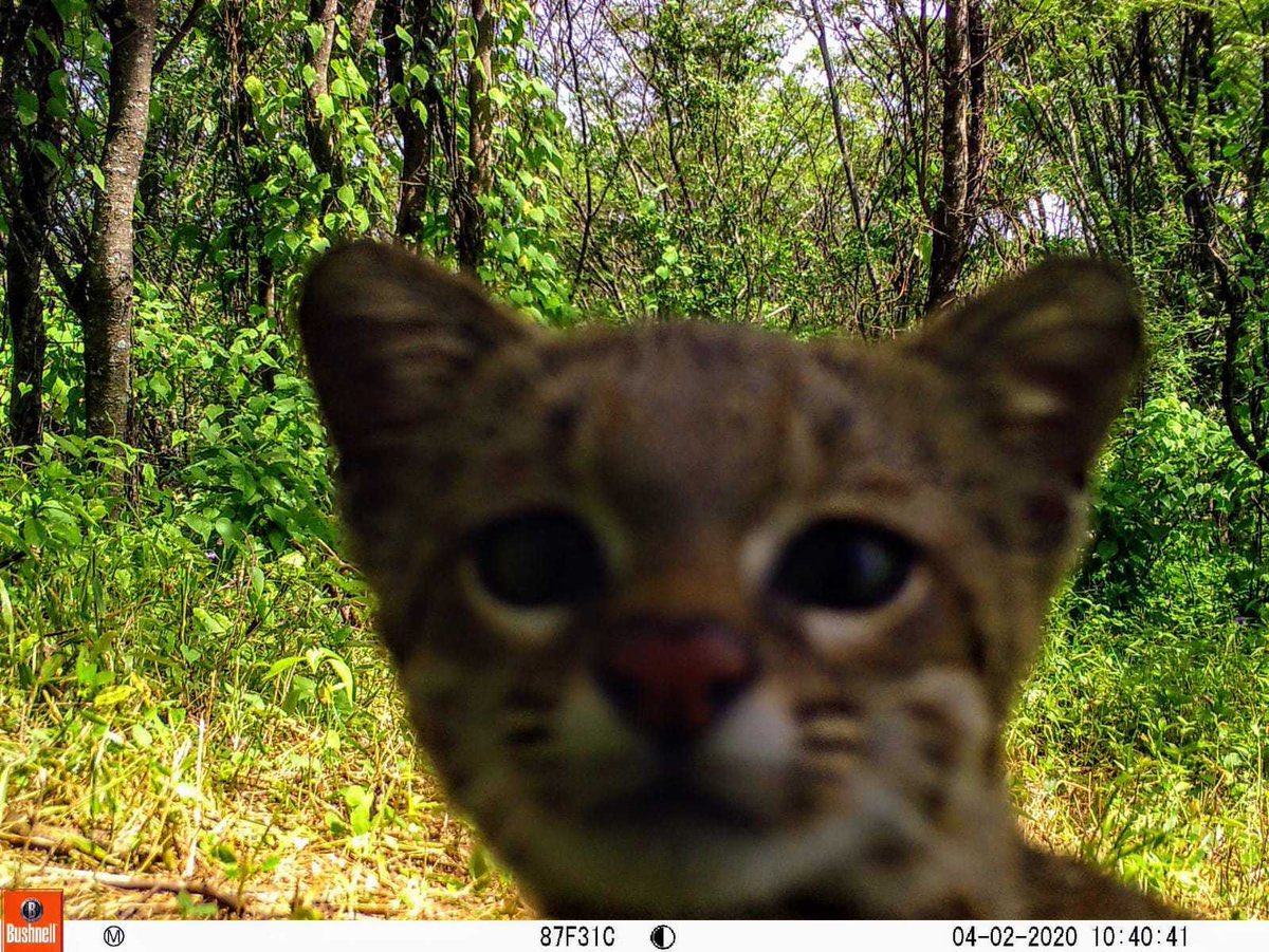 Trail_Cams's tweet photo. https://t.co/qDLvSyZrTf