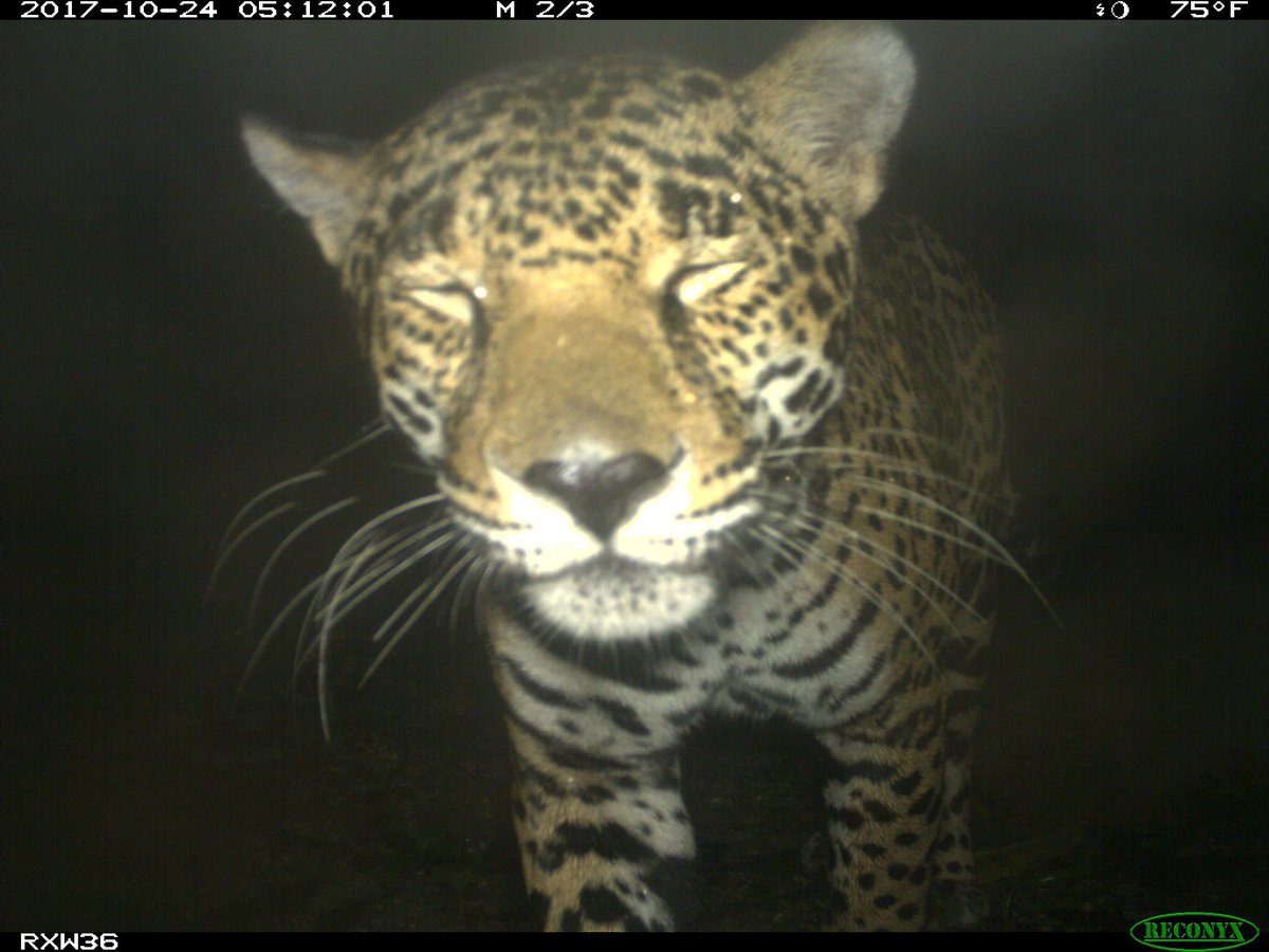 Trail_Cams's tweet photo. https://t.co/uIfaMvWxZd