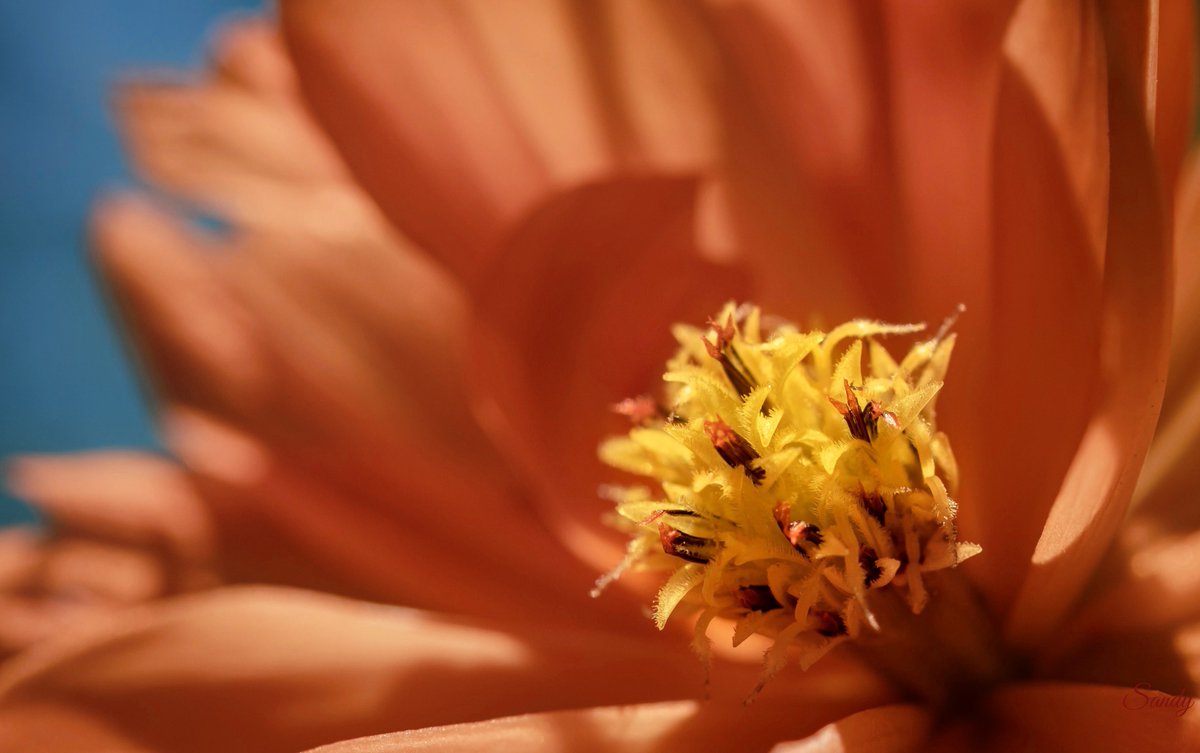 sashandhi's tweet photo. Theme Abstract flower...#abstract #flower #abstractflower.. https://t.co/onoQ4vl71H