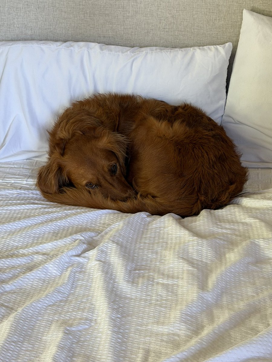 PetMayorNatty's tweet photo. https://t.co/ebqMSvbwcE