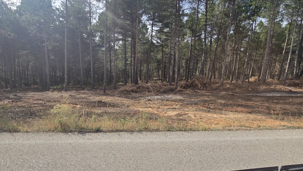 iSostenibilidad's tweet photo. Esto entienden algunos por  #gestionforestal sostenible en Teruel, Guadalajara y Soria,  atención al resto de las cortas al lado carreteras con máximo riesgo , poco nos pasa con esta gente...después de décadas con una gestión penosa reclaman mas medios para hacer lo mismo 
#IIFF https://t.co/alhVtCIaLS
