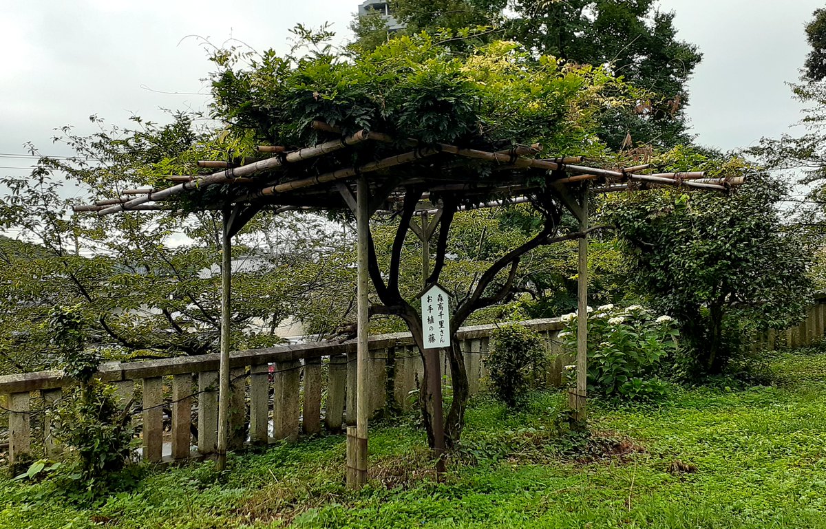 Jisai_M's tweet photo. 授与所に置かせていただいている森高千里さんの卓上カレンダーは９月ページになっていました。毎月ありがとうございます。今日も宮司さんが在宅していることはわかっていましたが、森高千里様お手植えの藤の木が先週剪定された経緯をわざわざ呼び出して伺うのは失礼だろうと考え、今日も遠慮しました。 https://t.co/qNeFSRL1Er