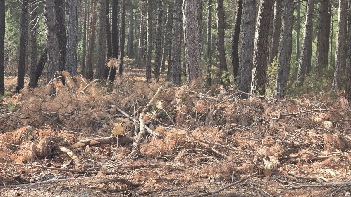 iSostenibilidad's tweet photo. Esto entienden algunos por  #gestionforestal sostenible en Teruel, Guadalajara y Soria,  atención al resto de las cortas al lado carreteras con máximo riesgo , poco nos pasa con esta gente...después de décadas con una gestión penosa reclaman mas medios para hacer lo mismo 
#IIFF https://t.co/alhVtCIaLS