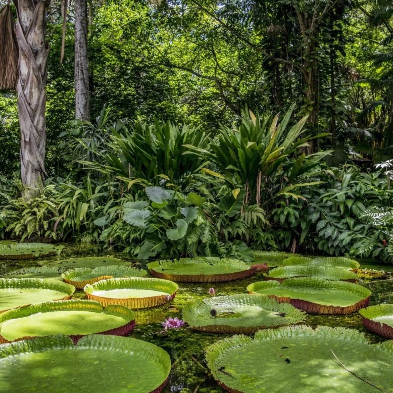 choquei's tweet photo. 🚨AGORA: Hoje é Dia da Amazônia. A data reforça a importância de preservar a maior floresta tropical do planeta. https://t.co/AXZGWioR5L