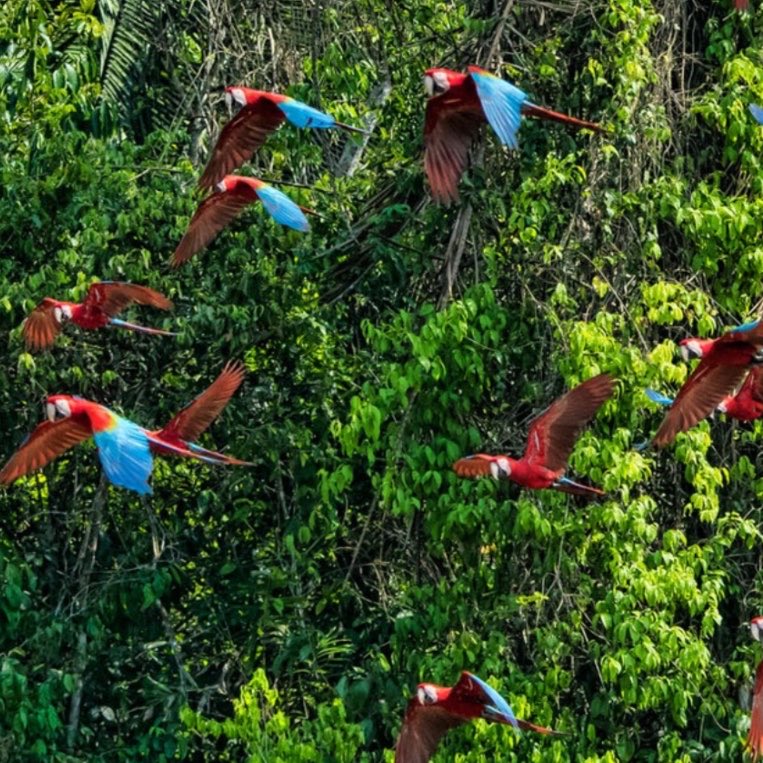 choquei's tweet photo. 🚨AGORA: Hoje é Dia da Amazônia. A data reforça a importância de preservar a maior floresta tropical do planeta. https://t.co/AXZGWioR5L