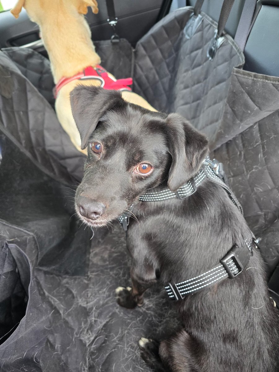 SKielczyk's tweet photo. Mam dziś wspaniałe wieści ! Do domu pojechał Koksik po 8 latach i Kajtuś po 6 odsiadki w schronisku! Dziękuje za adopcję i udostępnianie! https://t.co/hLEMB9lrTo