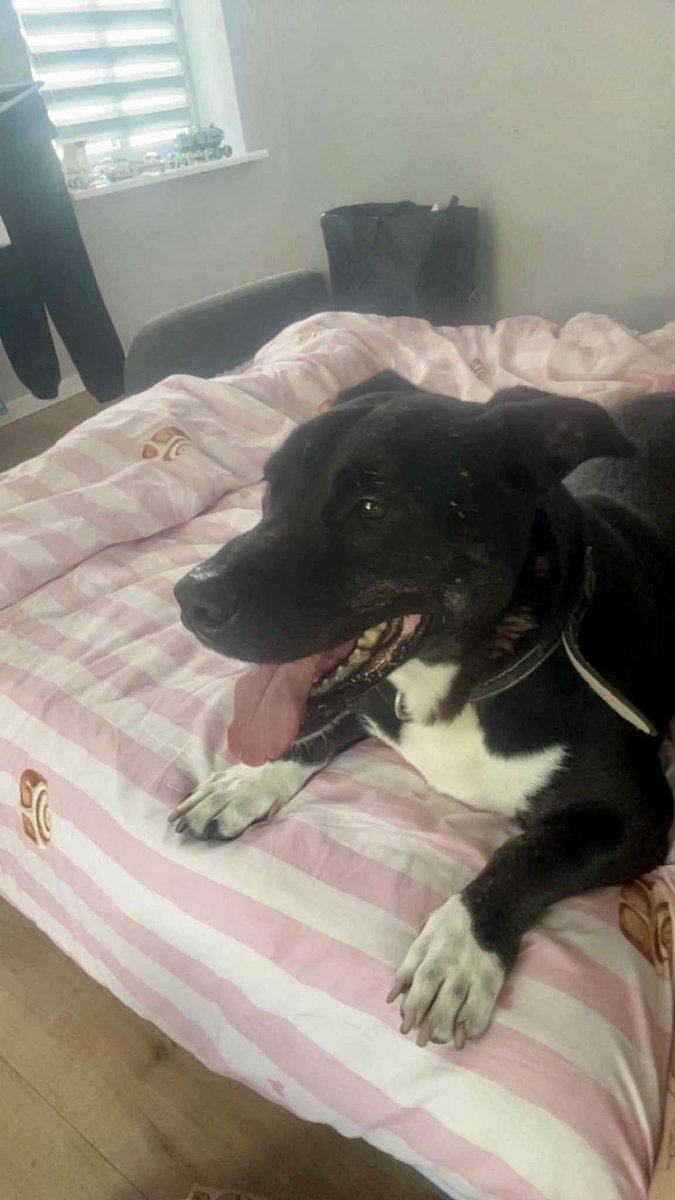 SKielczyk's tweet photo. Mam dziś wspaniałe wieści ! Do domu pojechał Koksik po 8 latach i Kajtuś po 6 odsiadki w schronisku! Dziękuje za adopcję i udostępnianie! https://t.co/hLEMB9lrTo