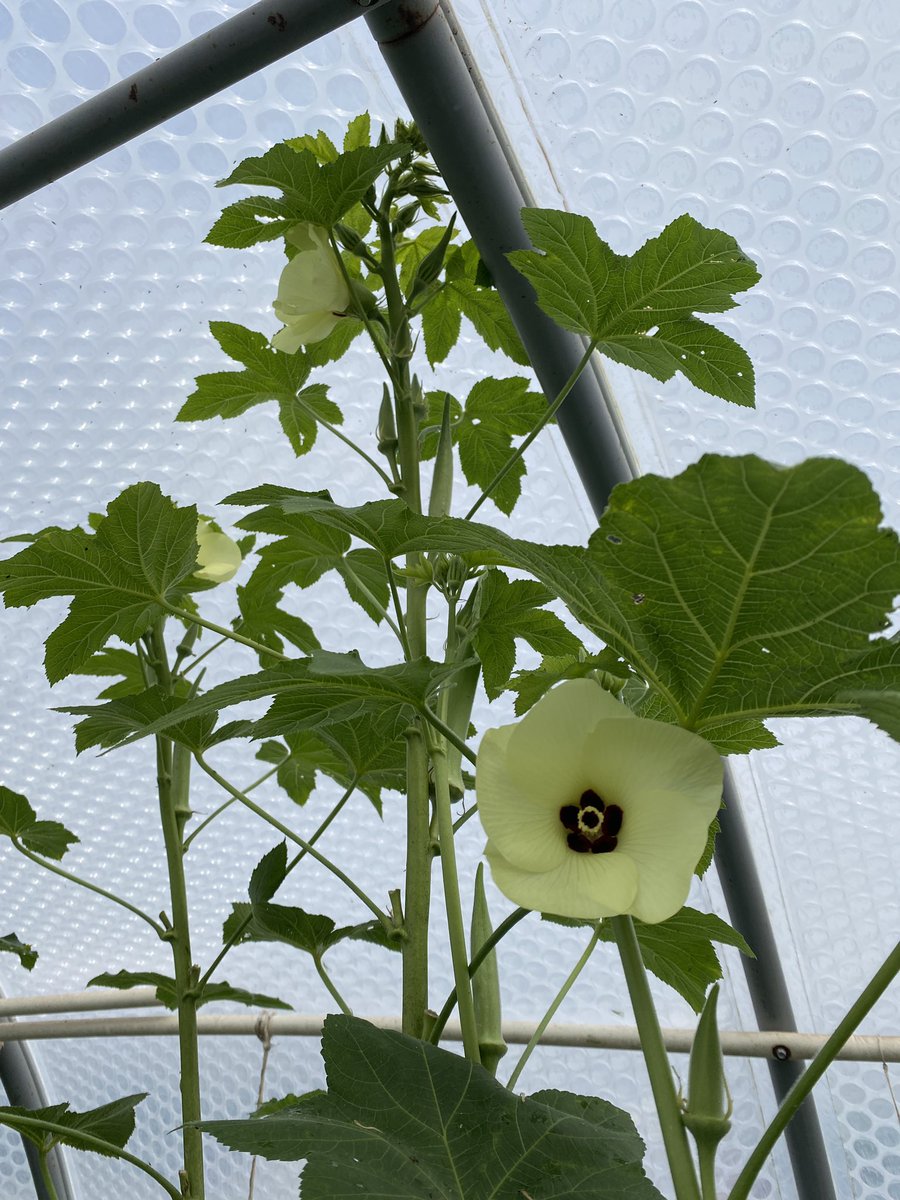 toddasmus's tweet photo. Holy tall okra Batman!! Grow your okra in a high tunnel… And you’ll never go hungry. At least in NW Wisconsin. Reaching over 7ft tall! https://t.co/eAJNnzz2YM
