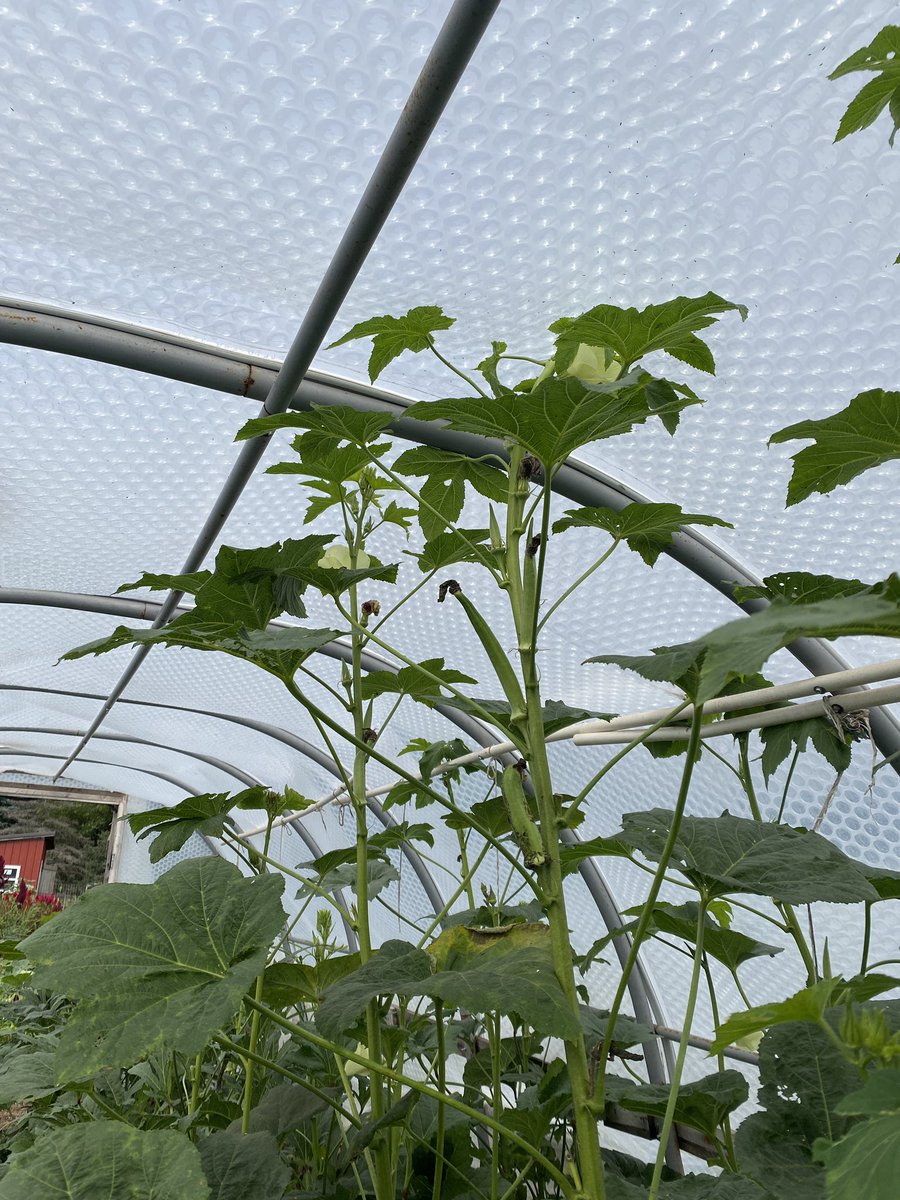 toddasmus's tweet photo. Holy tall okra Batman!! Grow your okra in a high tunnel… And you’ll never go hungry. At least in NW Wisconsin. Reaching over 7ft tall! https://t.co/eAJNnzz2YM