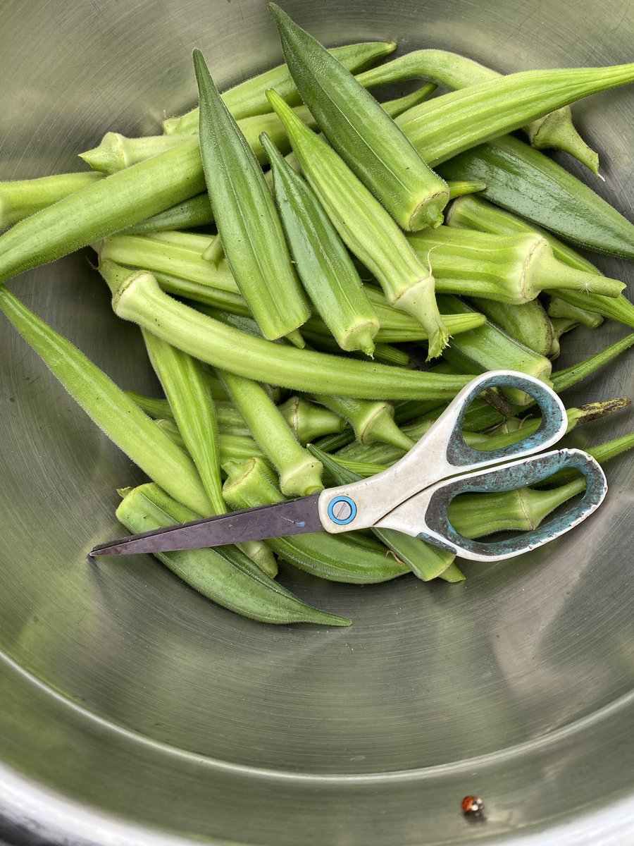 toddasmus's tweet photo. Holy tall okra Batman!! Grow your okra in a high tunnel… And you’ll never go hungry. At least in NW Wisconsin. Reaching over 7ft tall! https://t.co/eAJNnzz2YM
