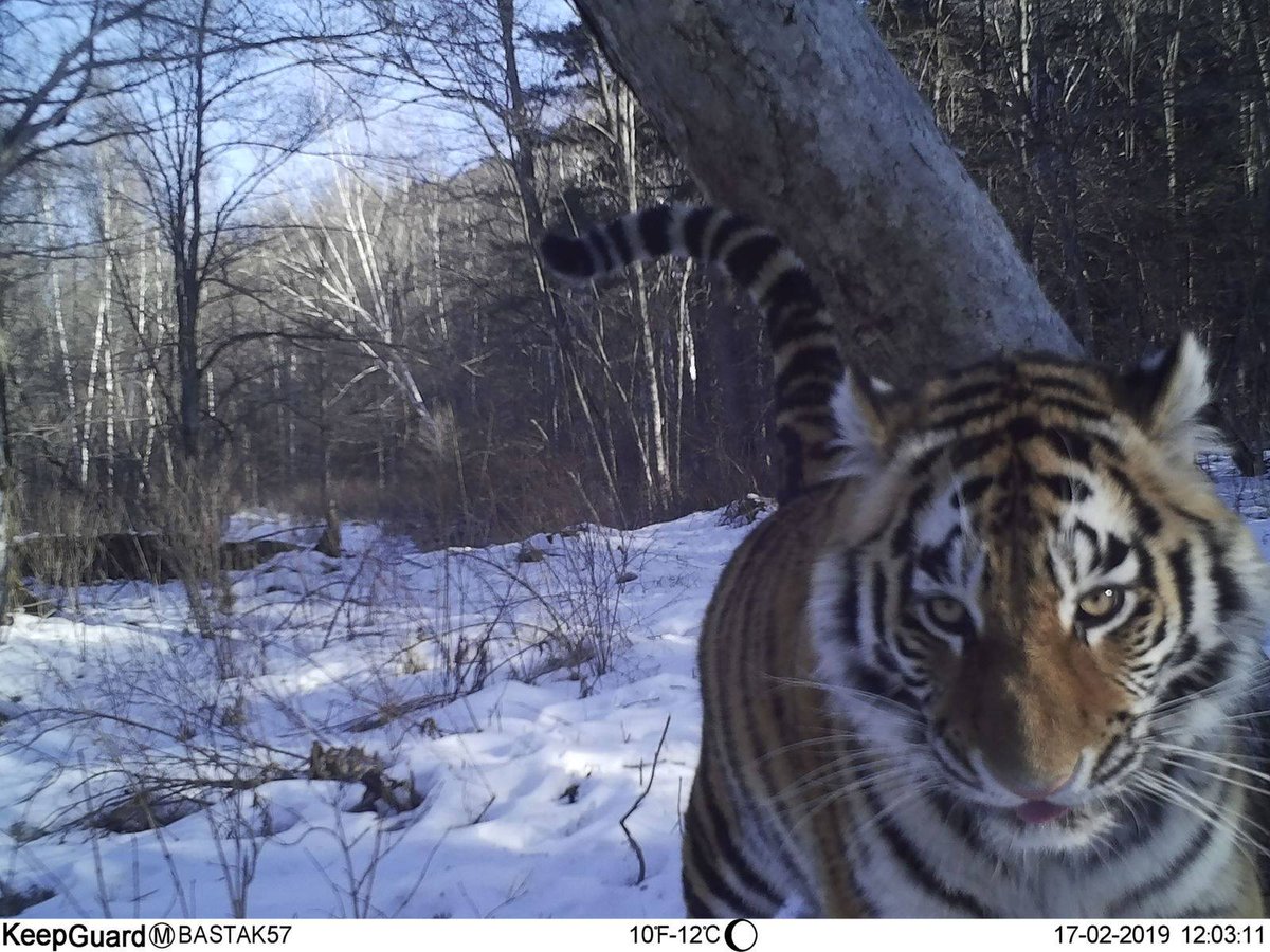 Trail_Cams's tweet photo. https://t.co/S3SSsPCUku