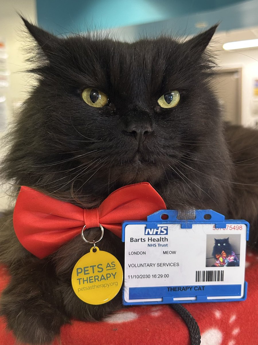 meow_london's tweet photo. Therapy 🐈⬛ reporting for duty! 🐾
Today’s schedule: maximum cuddles, serious purrs, feline supawvision and testing beds for quality assurance
I’m a registered 🐈⬛ with @PetsAsTherapyUK and I team up with @NHSBartsHealth @BartsVolunteers
#cat #therapycat #caturday #volunteer #nhs https://t.co/pI5eRKPcUf