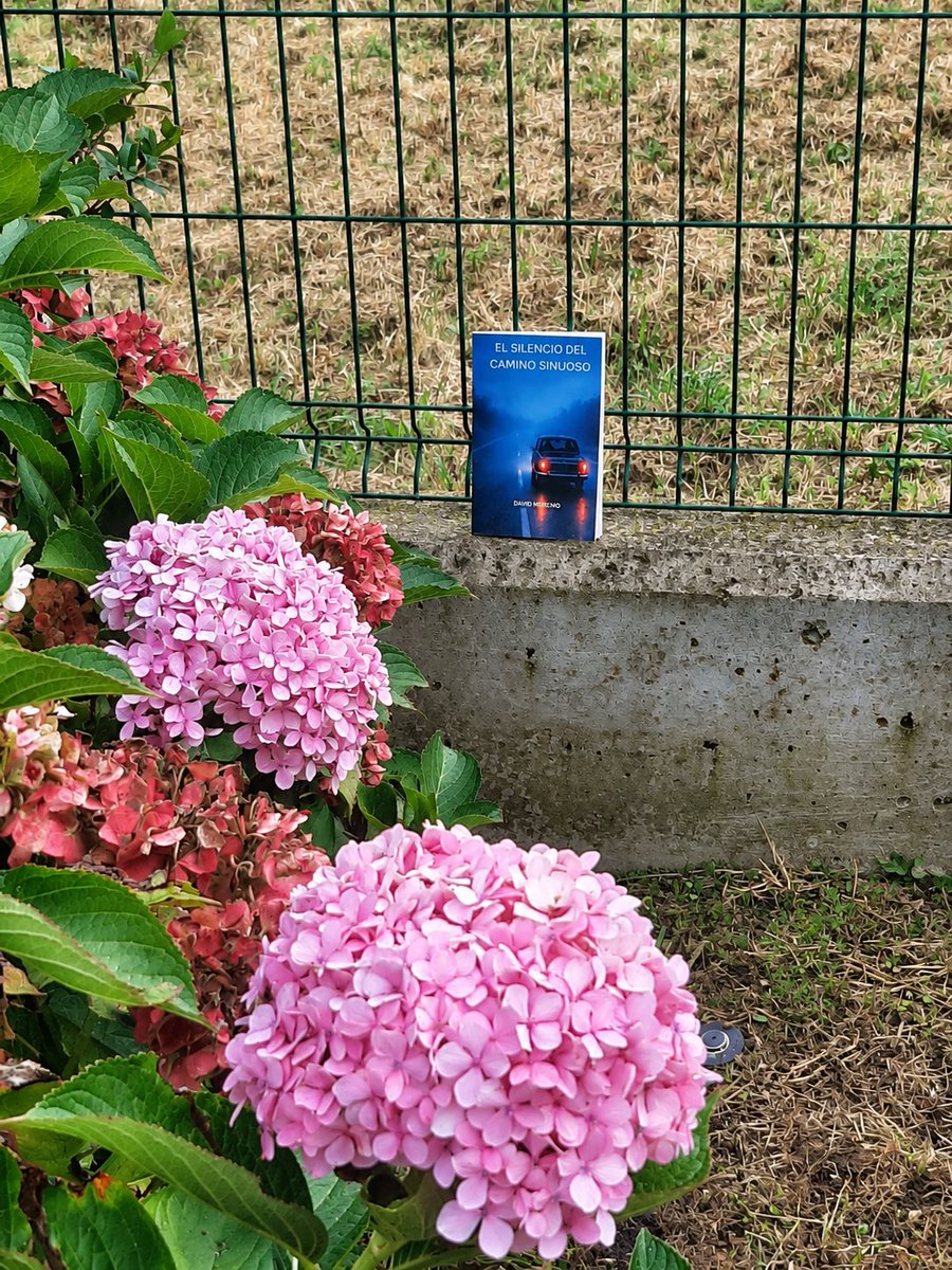Silencio_Camino's tweet photo. Hay libros que también viajan.
Hoy, El silencio del camino sinuoso ha hecho una parada entre hortensias, muy cerca del mar, en Somo, Cantabria. 🌿📖🌊
Y no parece un mal lugar para detenerse un rato.
Muchas gracias al lector.
#Somo #Cantabria #ElSilencioDelCaminoSinuoso https://t.co/XVRC7TilWF