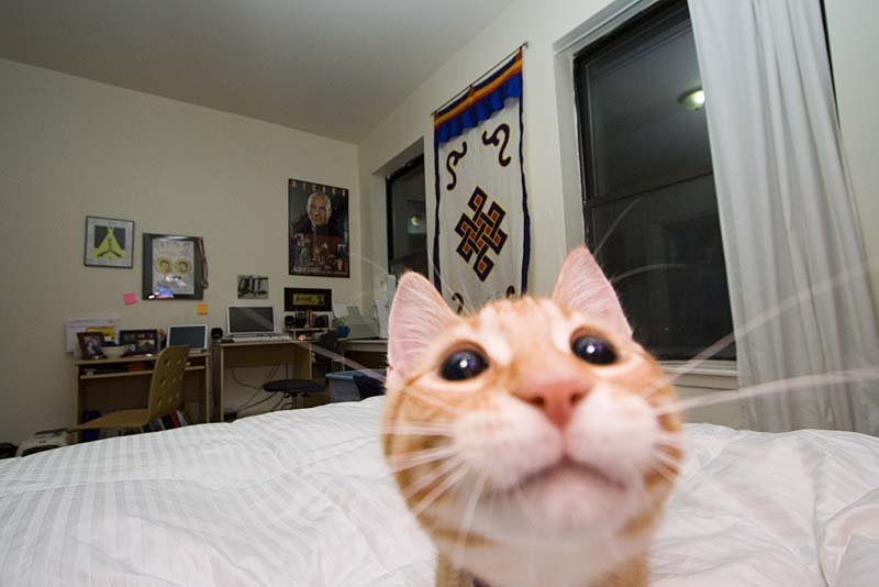 lexyloafing's tweet photo. the image of the cokey cola cat in this thread has obsessed me ever since i first saw it ~2020. so i decided to find what i believe is the full original image with the help of some random people on discord https://t.co/nMPb9EaDot