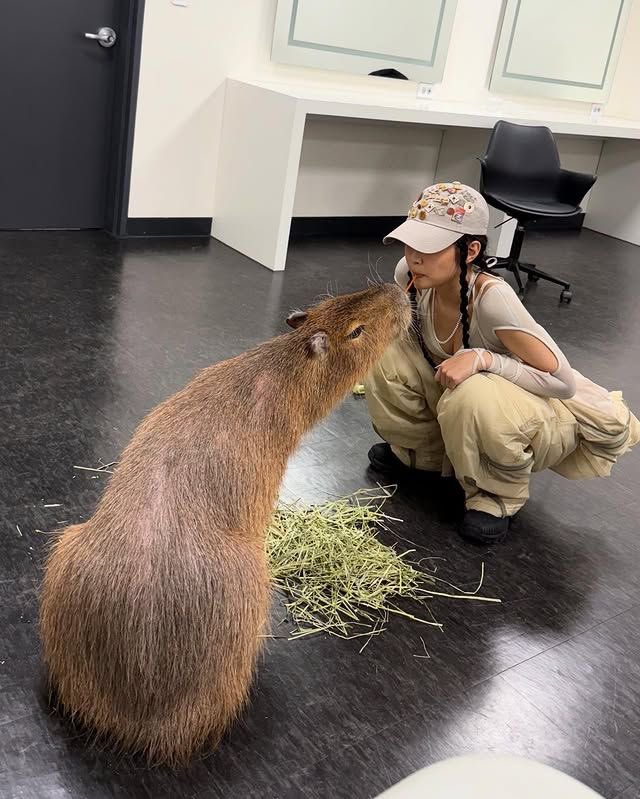 1l1vay's tweet photo. 그래 그냥 가서 카피바라랑 살아 https://t.co/nEZHjsxujy