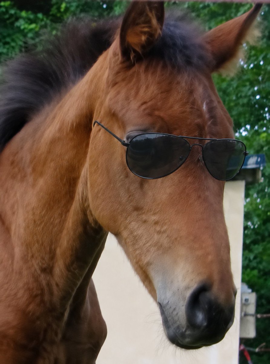 culiorh's tweet photo. culio was always the bird

but i'm more cool yo

and pasdepanique is french which means "don't panic" or "no need to worry" https://t.co/3rInN3RGHM