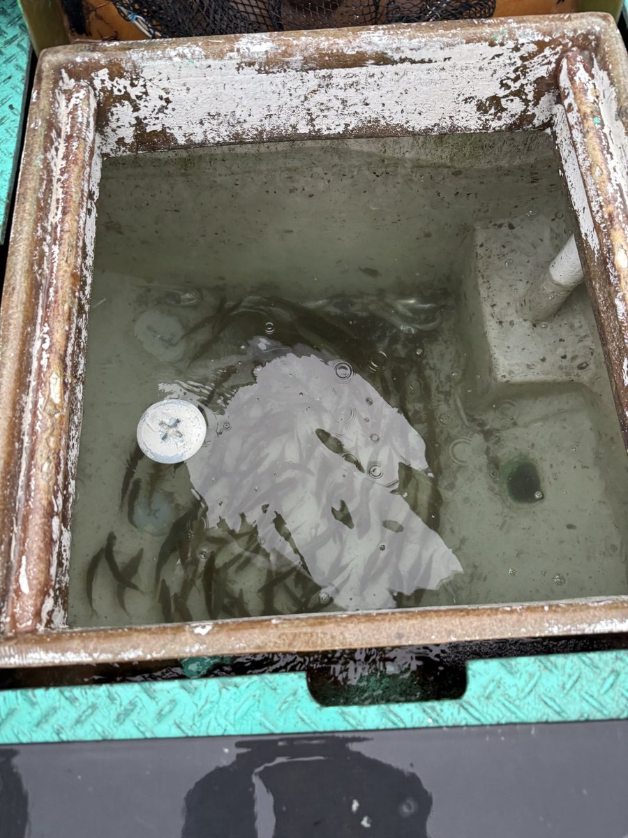 FlowerMomizi's tweet photo. 泳がせ釣りでした。餌の鯵も入れ食いで小さめだけどハタ釣れて、こりゃ直近の不調スパイラル断ち切ったなと思った矢先にさおがおれました。ぴえん https://t.co/rl64oje7Ss