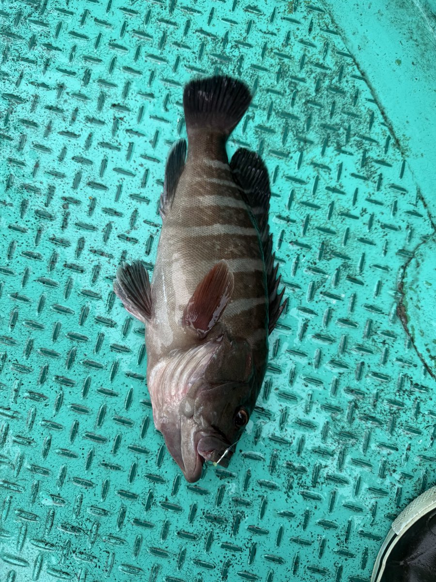 FlowerMomizi's tweet photo. 泳がせ釣りでした。餌の鯵も入れ食いで小さめだけどハタ釣れて、こりゃ直近の不調スパイラル断ち切ったなと思った矢先にさおがおれました。ぴえん https://t.co/rl64oje7Ss