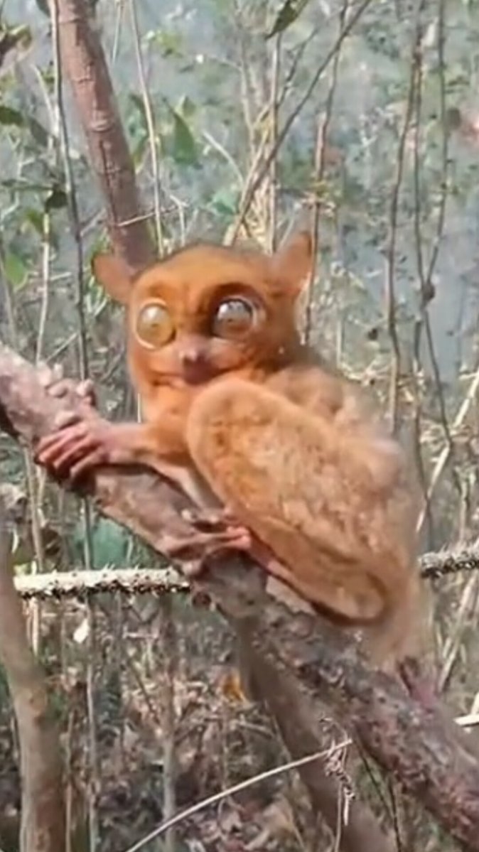 iPopBase's tweet photo. A group of Bornean tarsiers appears distressed as wildfires spread through their habitat. https://t.co/4d2v44ZyJt