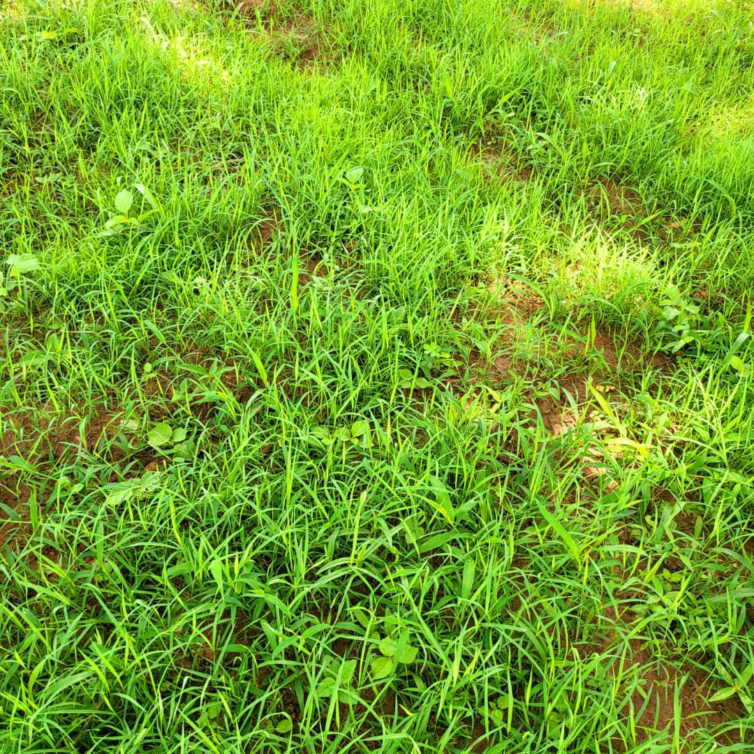 P2P2rs's tweet photo. @P2P2rs through its focal points in the CRR-North embarks on site monitoring of farmlands supported by the project. These included the Mbaye Wollof rice field, Ngunta village, Jarumeh Koto village, Sit Maram village &amp; Manna located in the Niani &amp; Sami Districts.

@AfDB_Group https://t.co/zNDEQjL7UH