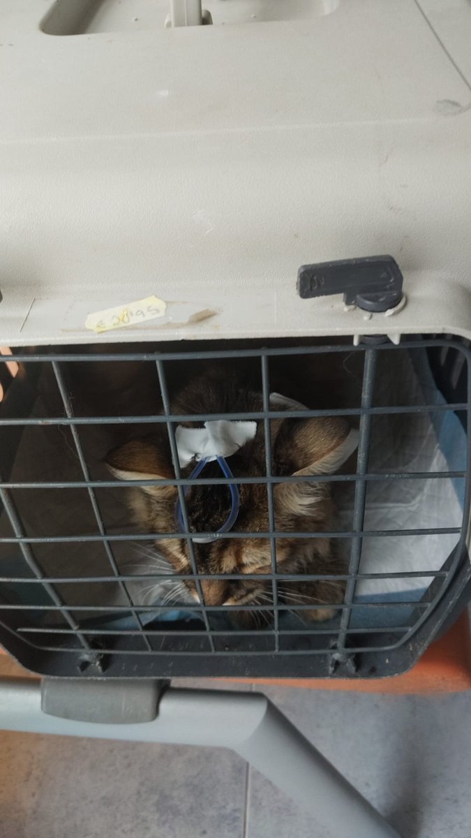 SilviaMylo's tweet photo. Sandy tiene alrededor de un añito. Se la ha rescatado de la carretera por donde deambulaba enferma, caminando entre el peligro sin rumbo, exhausta y medio muerta.
Se la ha llevado al veterinario, tuvo que quedarse ingresada, no come por si misma, tiene el intestino inflamado, lleva sonda
Ha estado ingresada varios días, parece estar algo mejor pero le han dado el alta de ingreso, las facturas son altas y más para esta mujer que es humilde y aunque se desvive es imposible al precio que están los veterinarios...😞 😭
Se ha hecho un grupo de madrin@s para Sandy porque sigue enferma, necesitamos ayuda por favor 🙏🏻🙏🏻 🙏🏻 🙏🏻 🙏🏻 🙏🏻 🙏🏻 🙏🏻 🙏🏻
Es terrible, los pobres gatos están absolutamente desprotegidos 💔😭😞
Pueblo de Cádiz
618208620
Enlace al grupo de madrin@s :
https://t.co/tmnWabFvlH