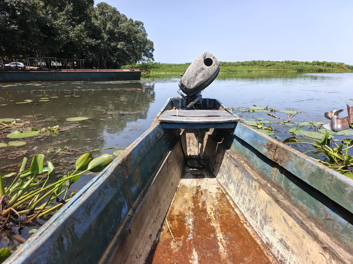 AdiaJildo's tweet photo. Terekeka County is where real tour is. 
It’s where culture comes alive,  from the native traditions and cattle kraals to the best street food in town.  
Fresh tilapia, fried to perfection and sold on a tray under the shade of a mangrove tree on the banks of the Nile, to fishing. https://t.co/3WmtsHrit5